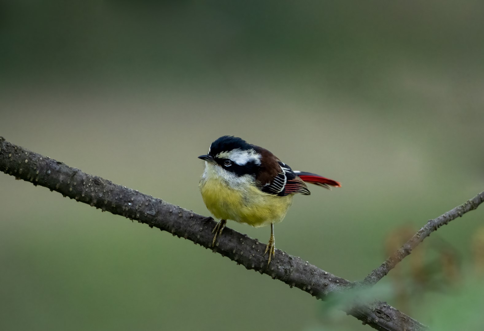 Rufous-backed Sibia