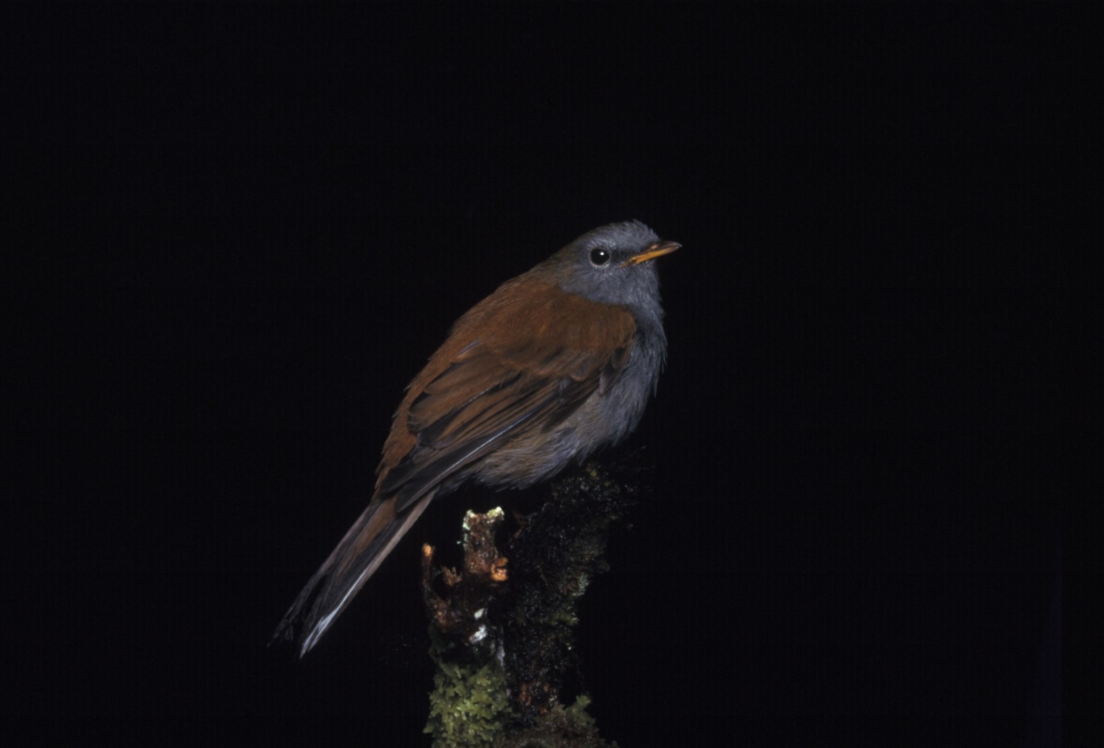 Rufous-backed Solitaire
