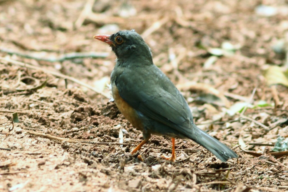Rufous-backed Thrush