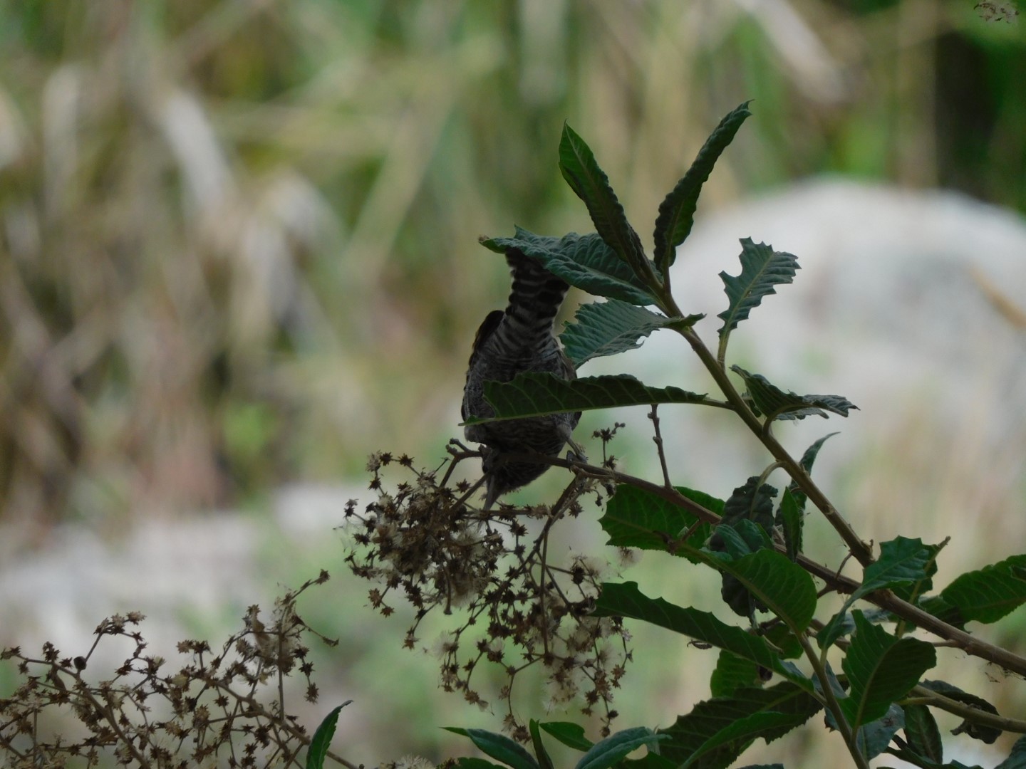 Rufous-backed Wren