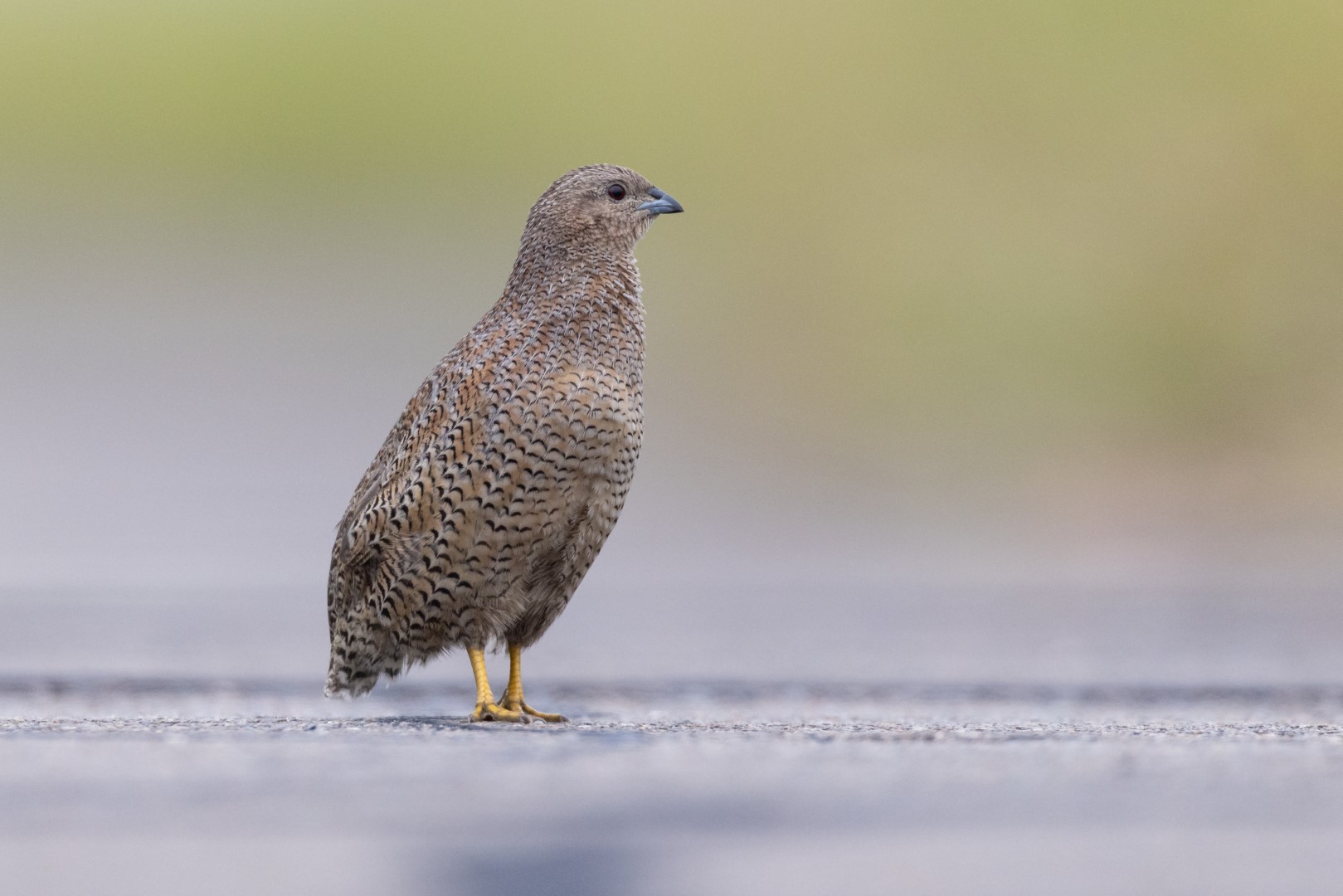 Rufous-banded Honeyeater