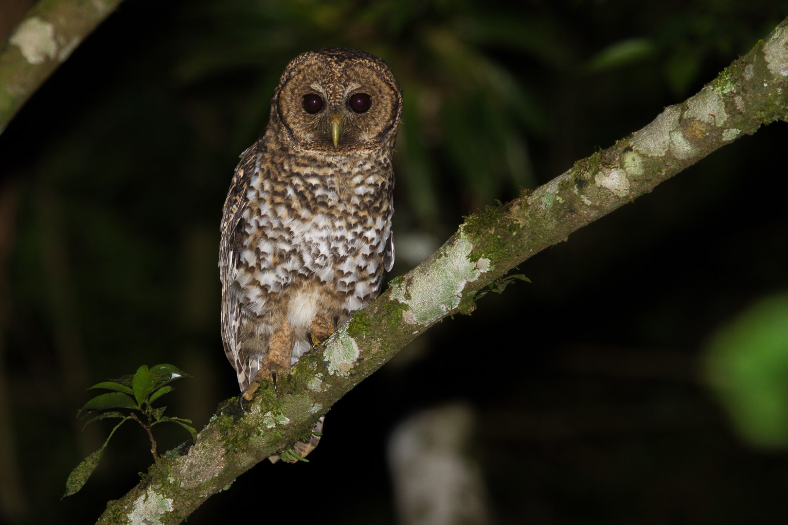 Rufous-banded Owl