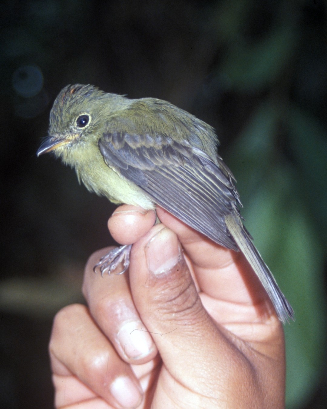 Rufous-banded Tyrannulet