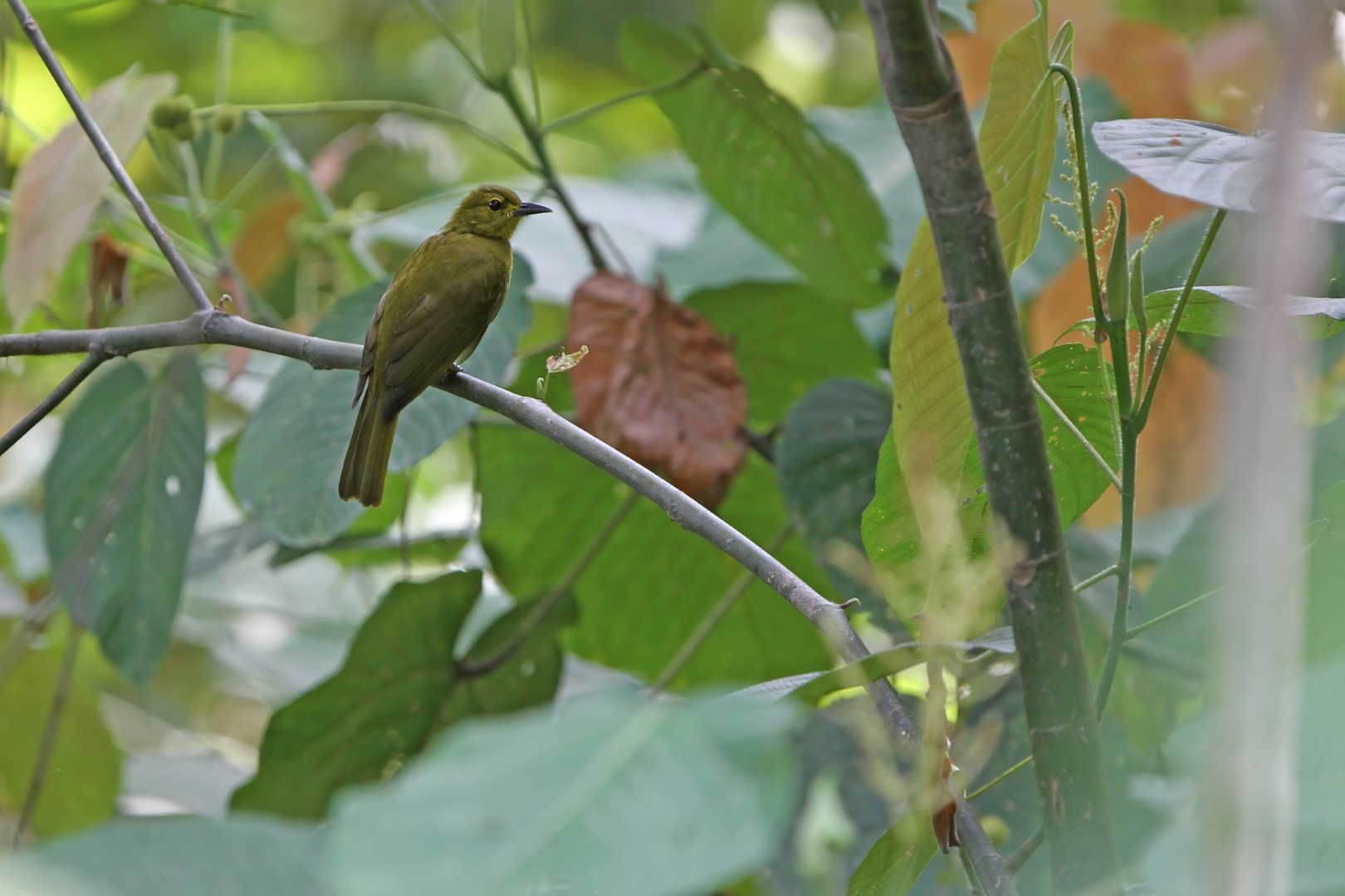 Rufous-bellied Bulbul