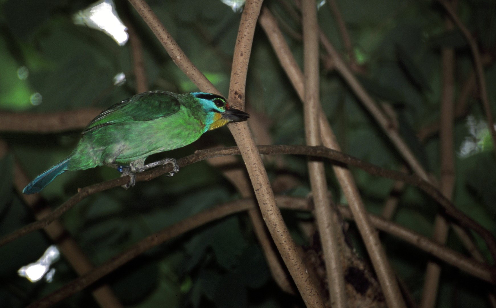 Rufous-bellied Dwarf Kingfisher