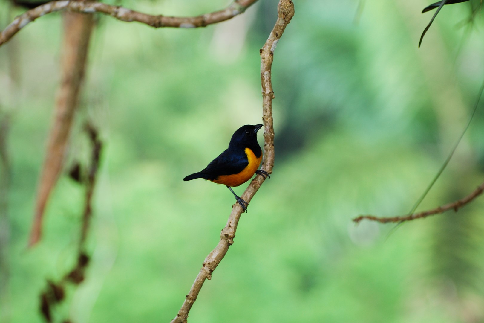 Rufous-bellied Euphonia