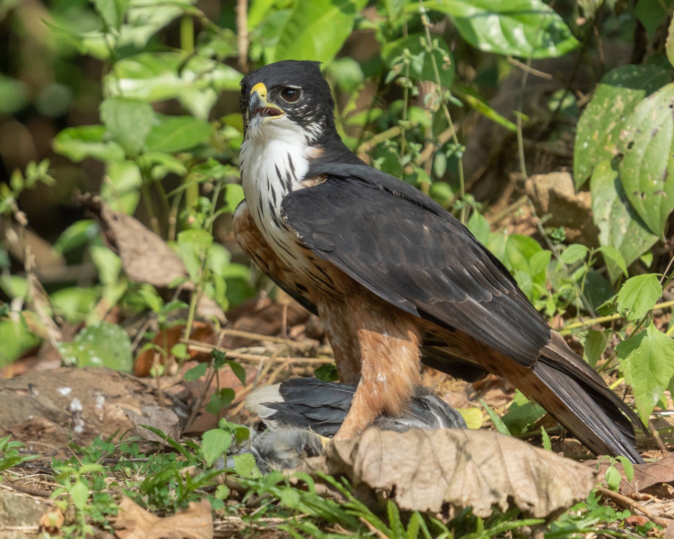 Rufous-bellied Hawk-Eagle