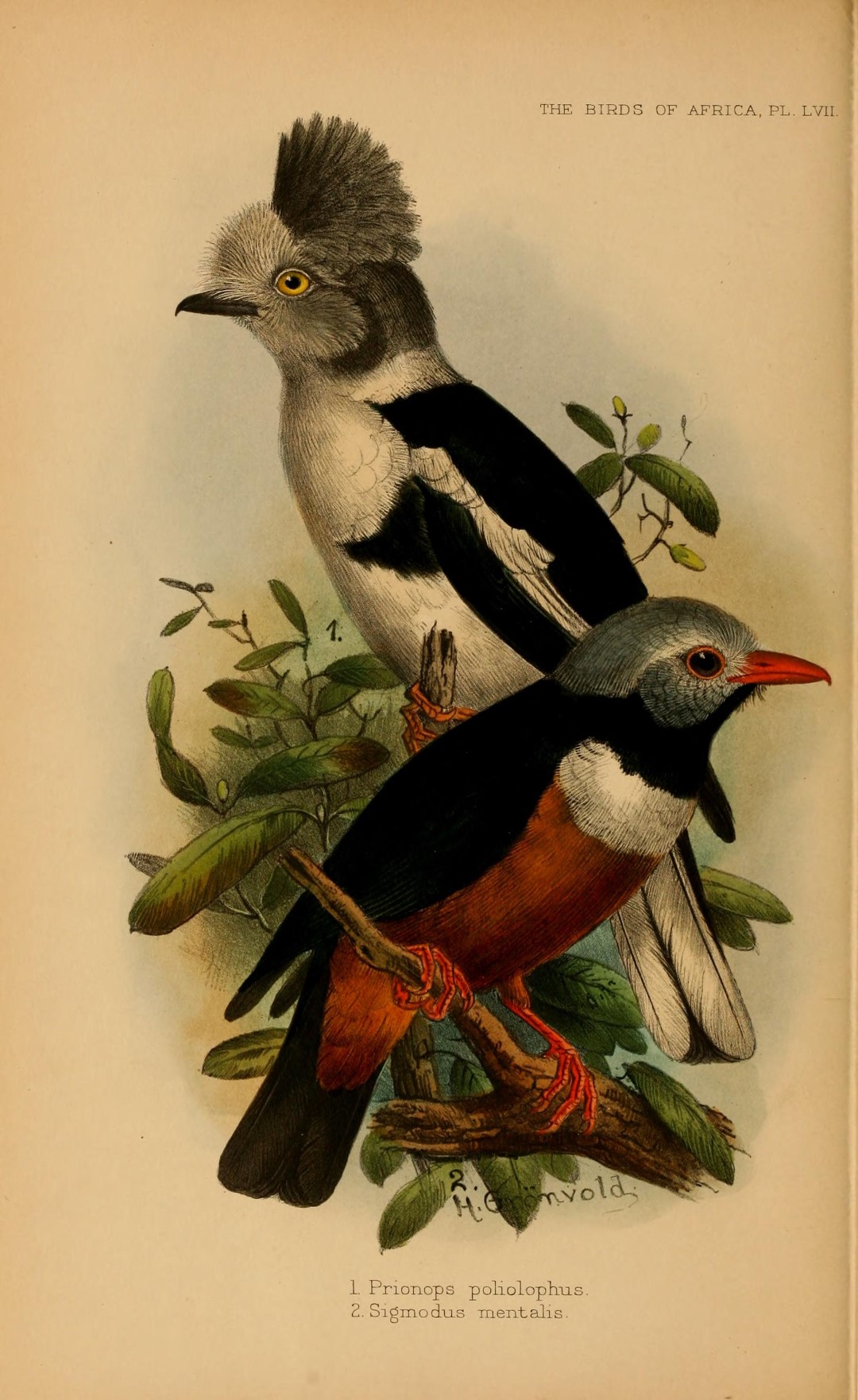 Rufous-bellied Helmetshrike