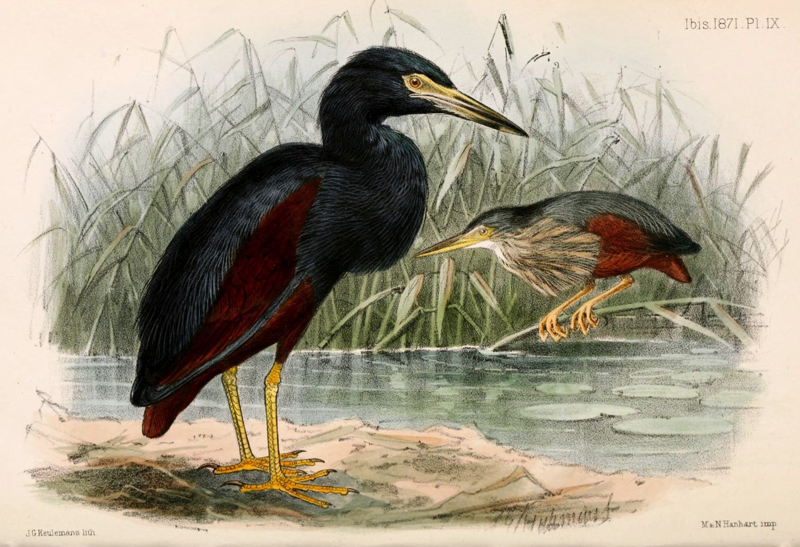 Rufous-bellied Heron