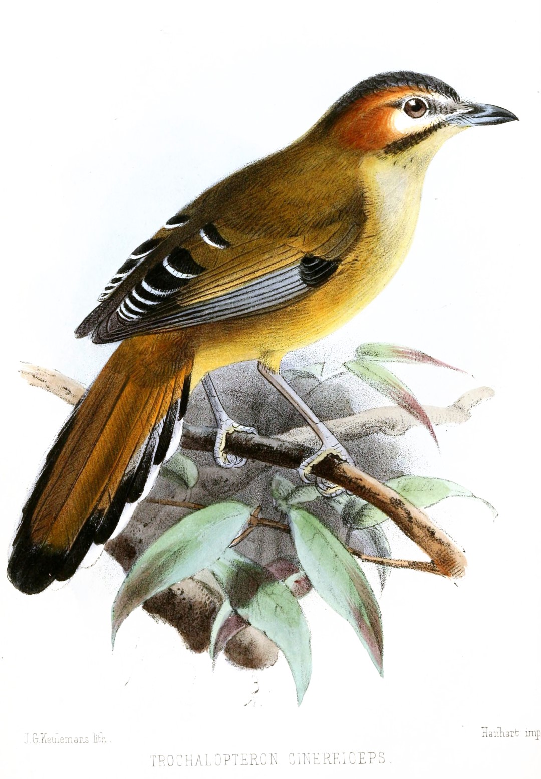 Rufous-bellied Niltava