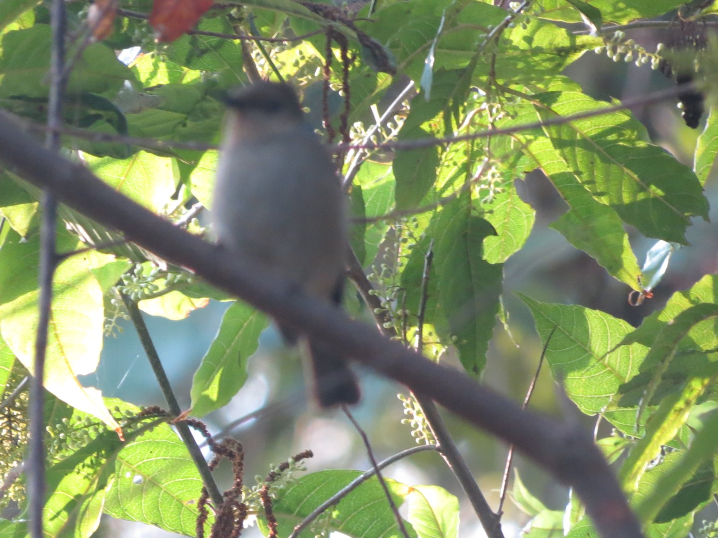 Rufous-bellied Niltava