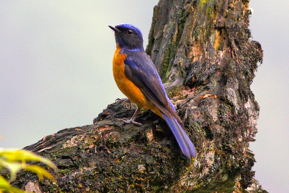 Rufous-bellied Niltava