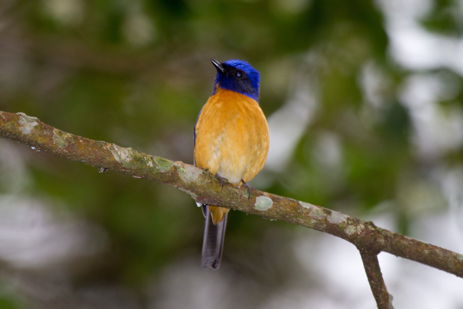 Rufous-bellied Niltava
