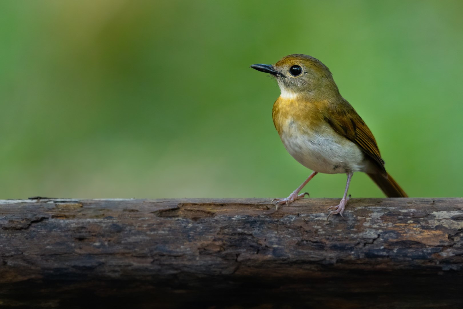 Rufous-bellied Niltava