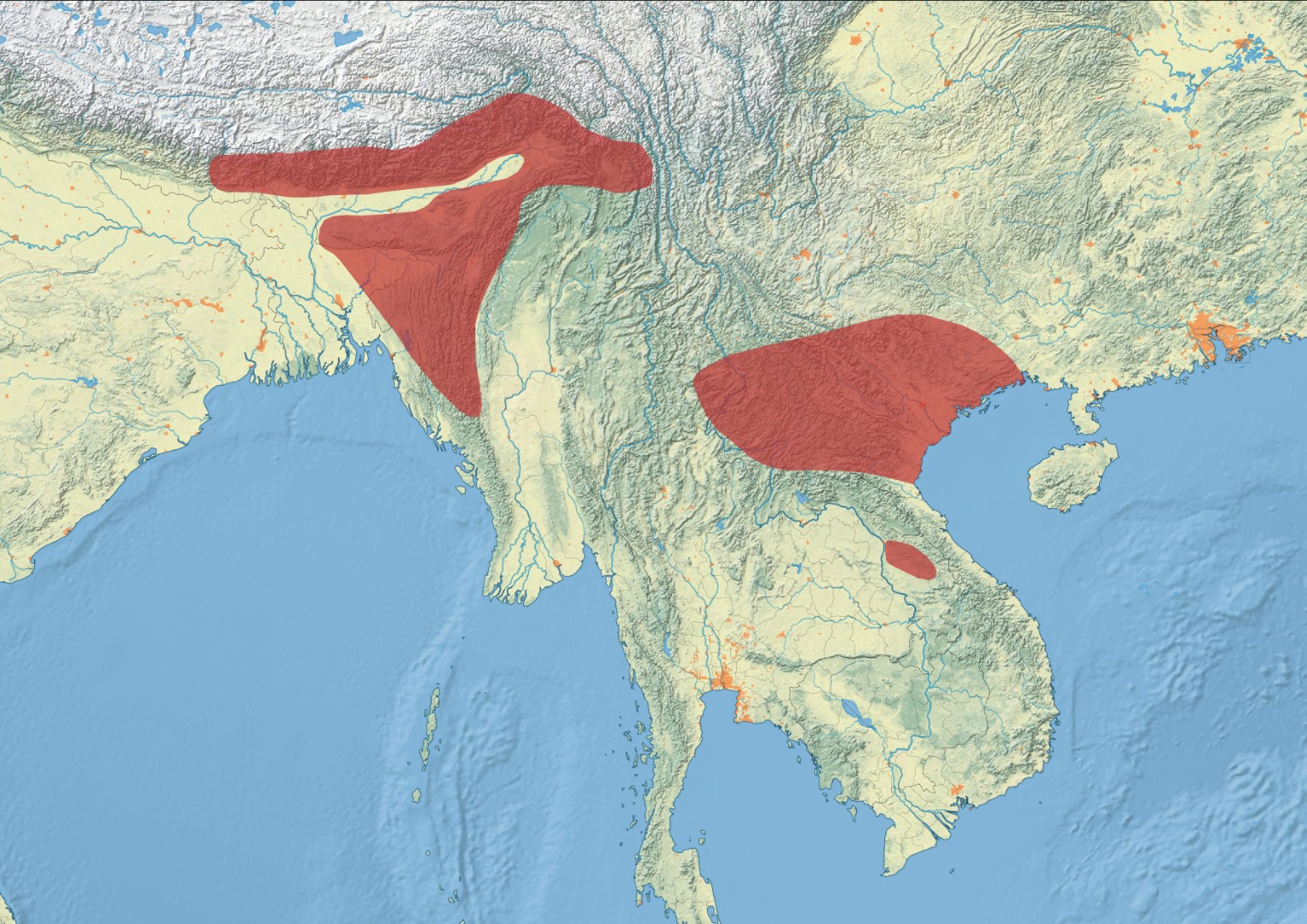 Rufous-bellied Niltava