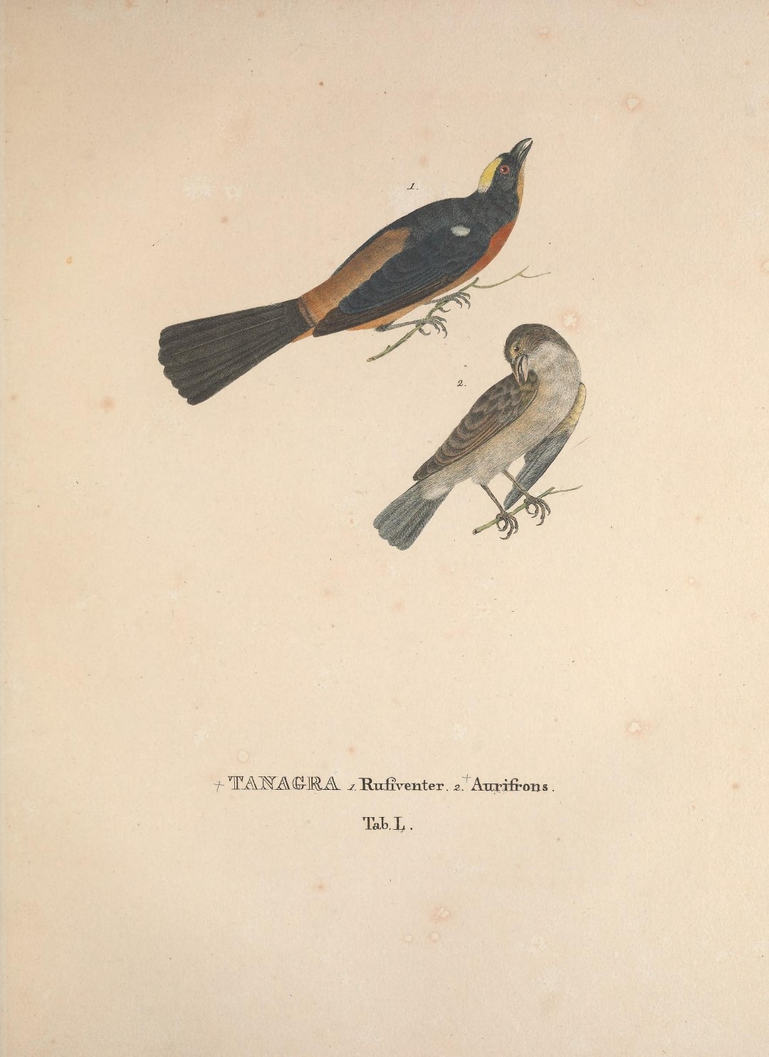 Rufous-bellied Oriole