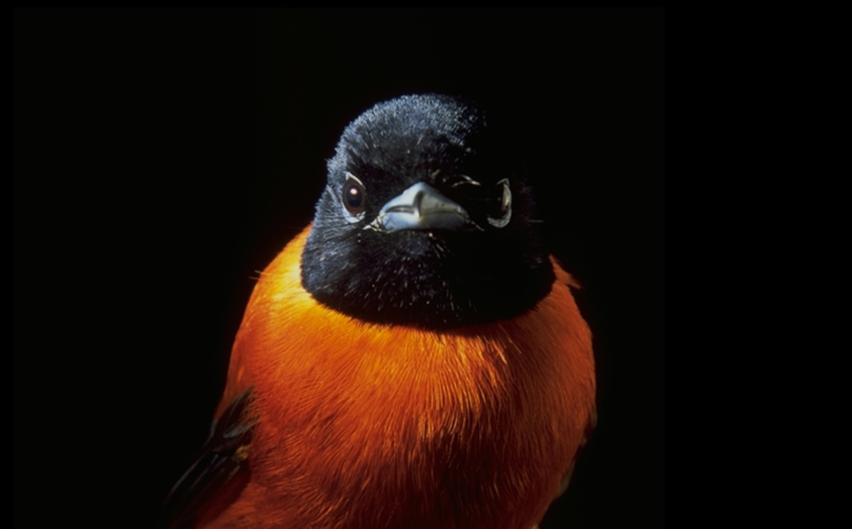 Rufous-bellied Paradise-Flycatcher