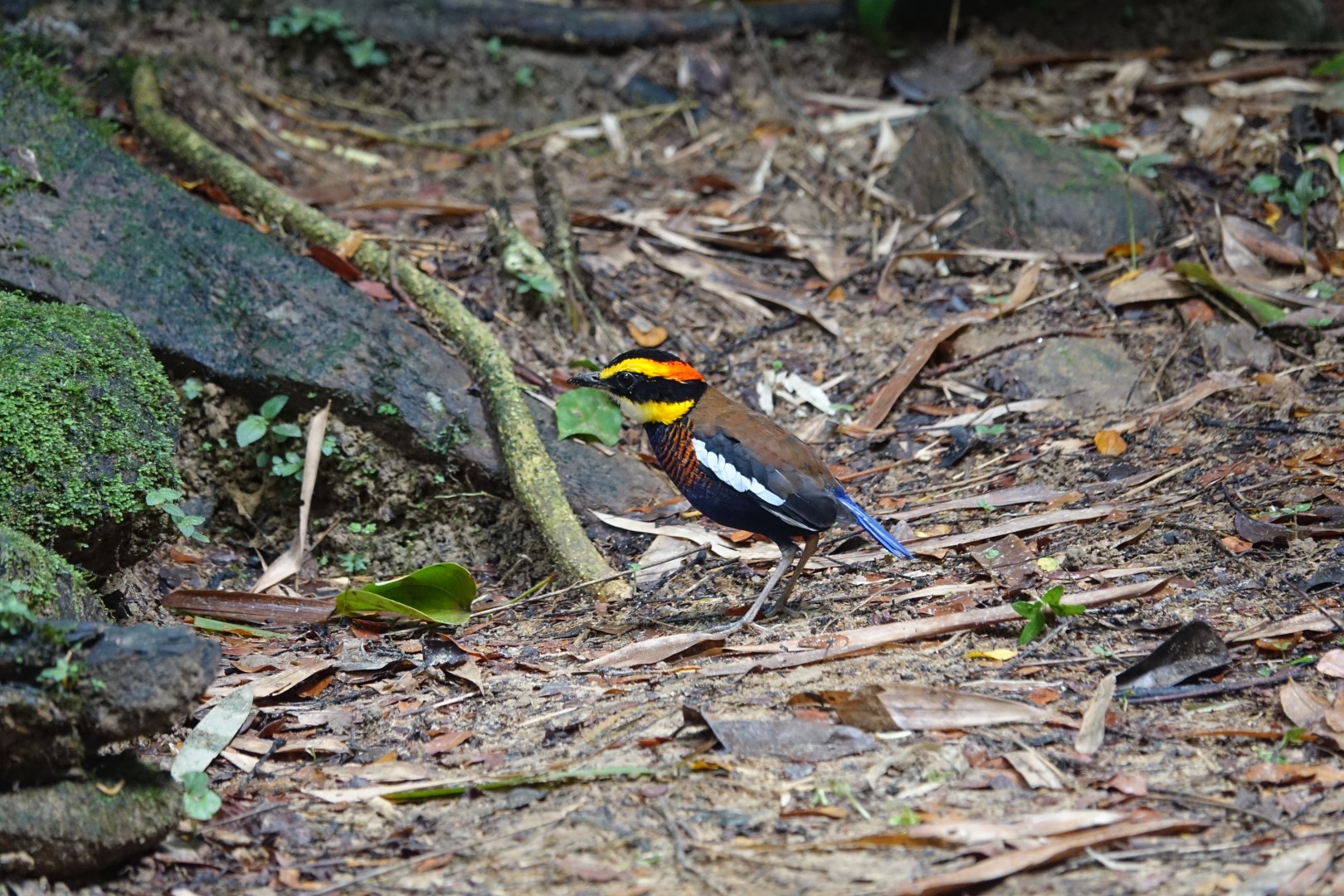 Rufous-bellied Pitta