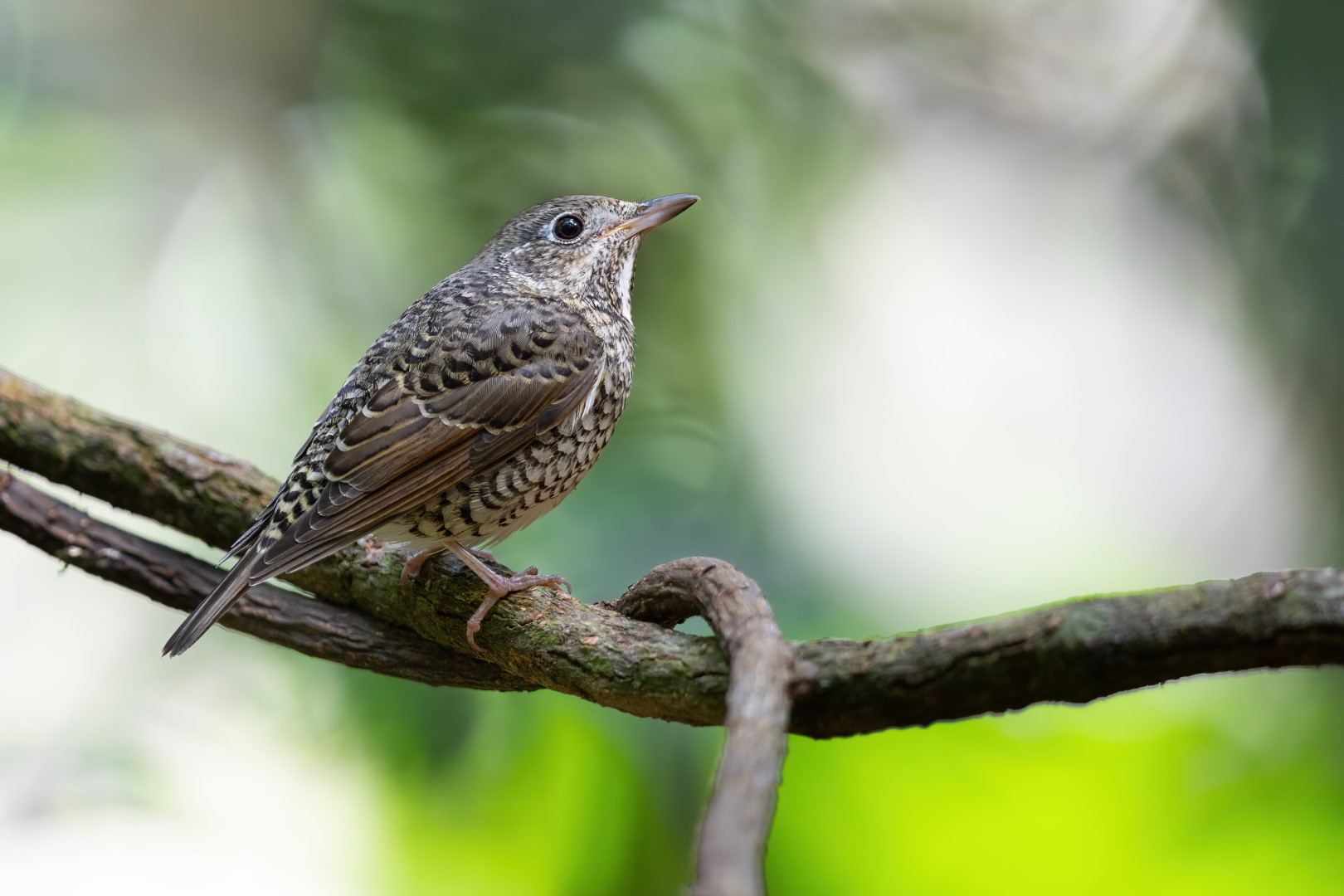 Rufous-bellied rock-thrush