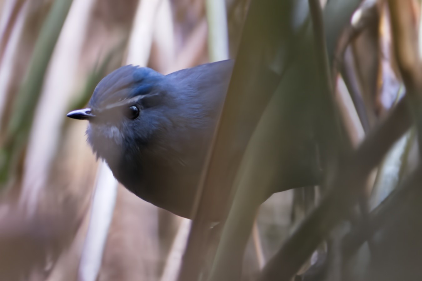 Rufous-bellied Shortwing