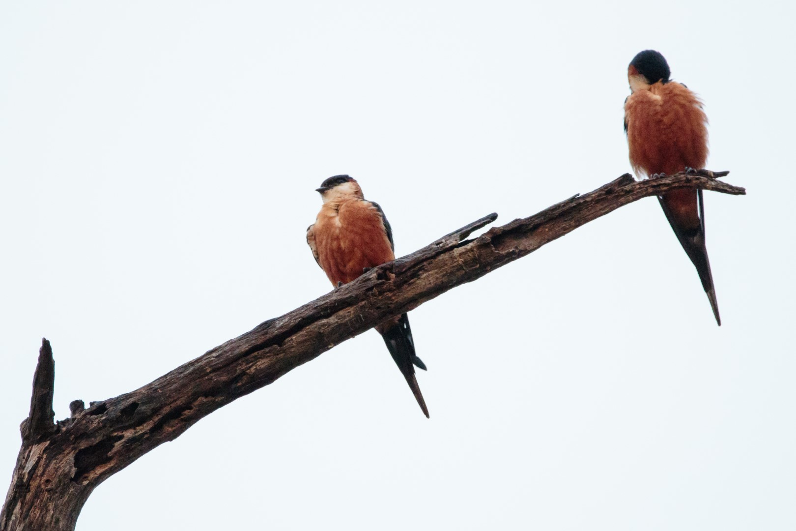 Rufous-bellied swallow