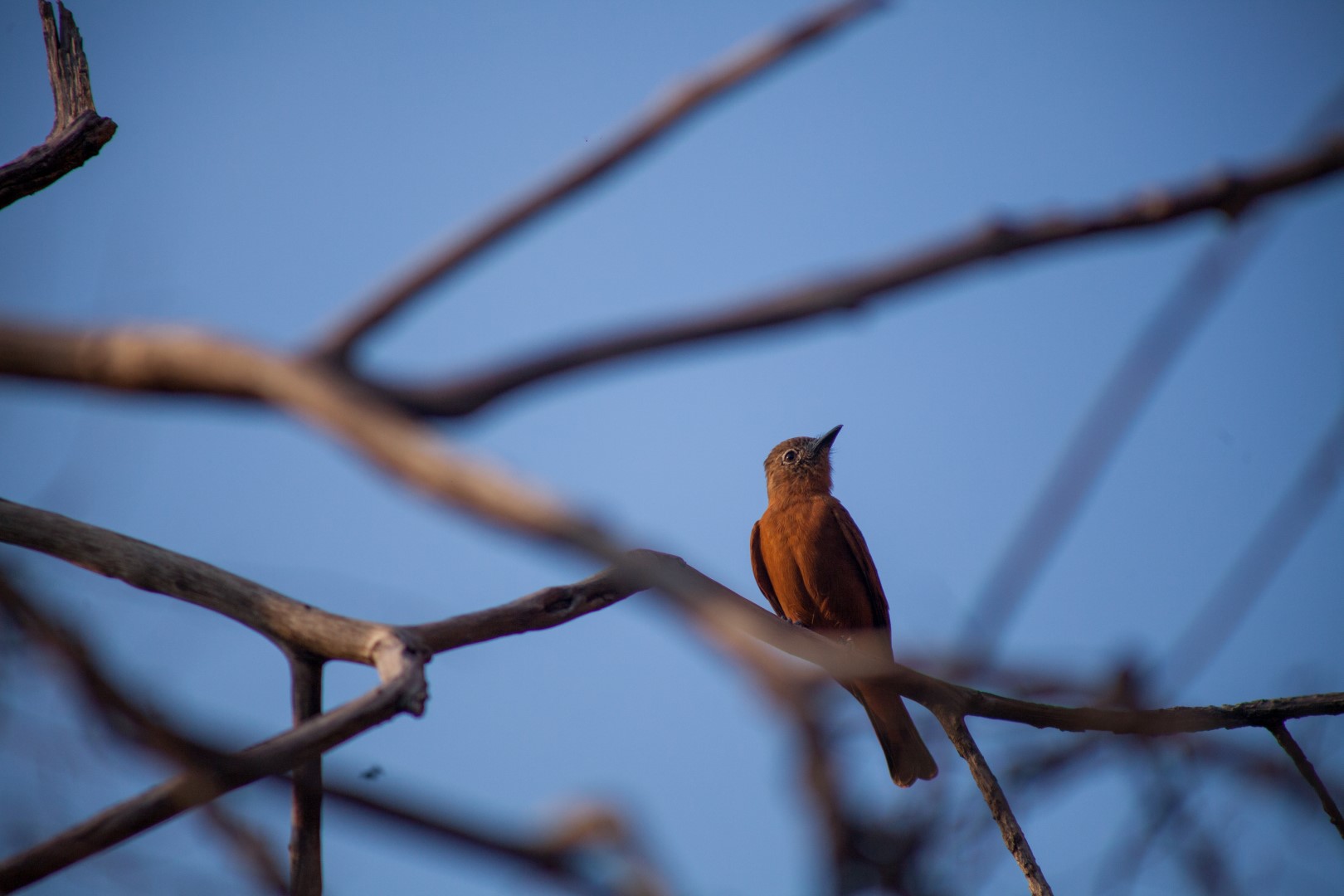 Rufous-bellied swallow