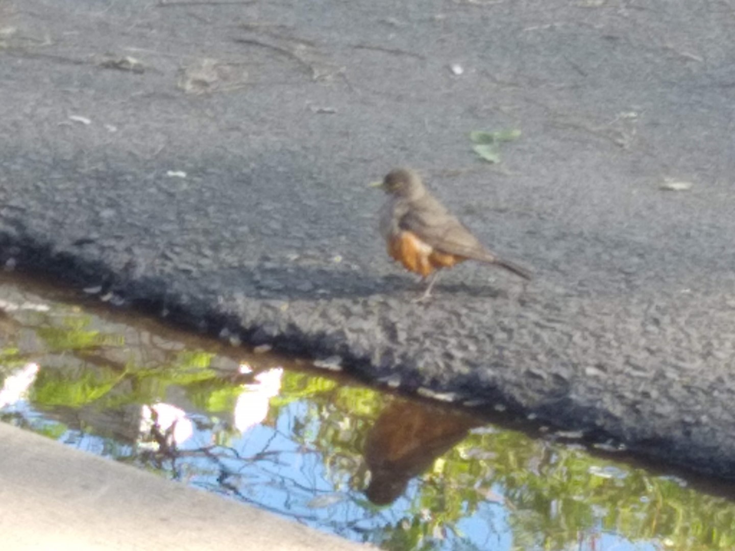 Rufous-bellied Thrush