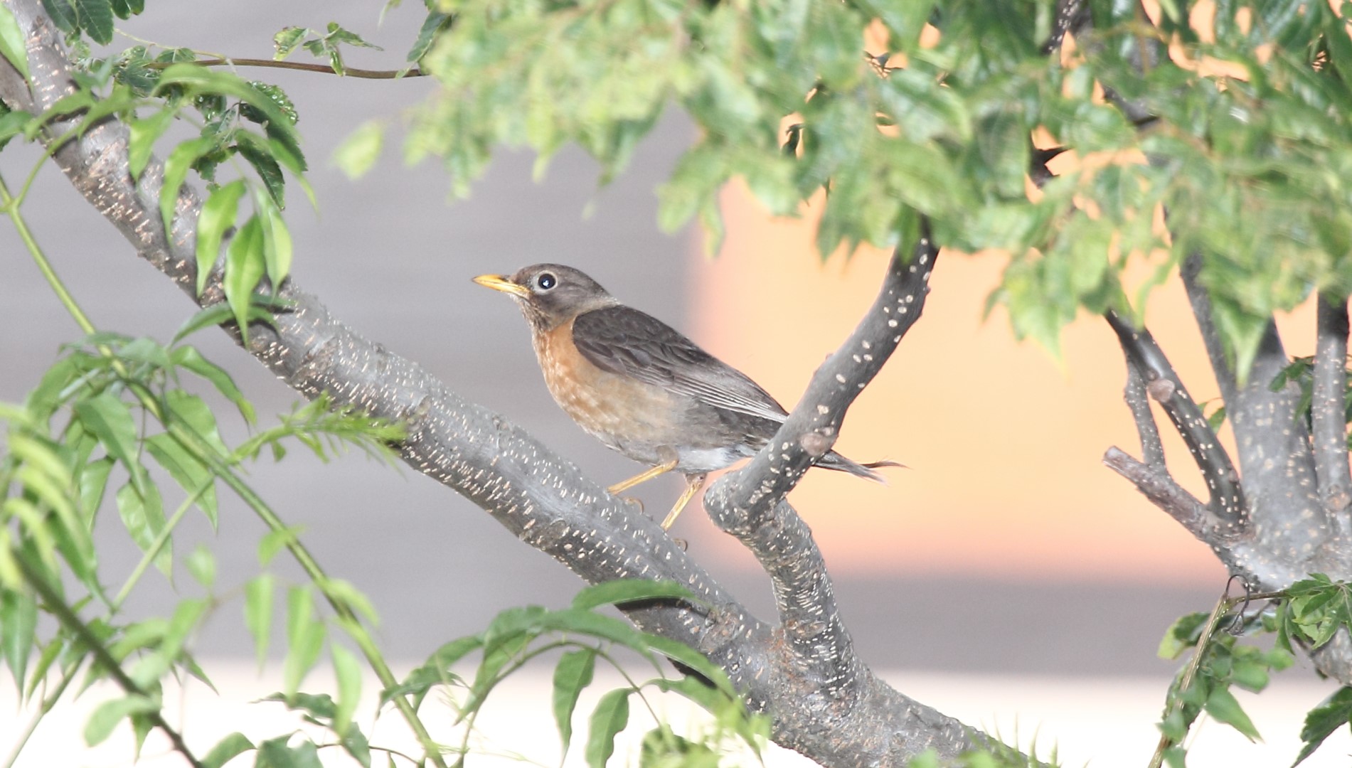 Rufous-bellied Thrush