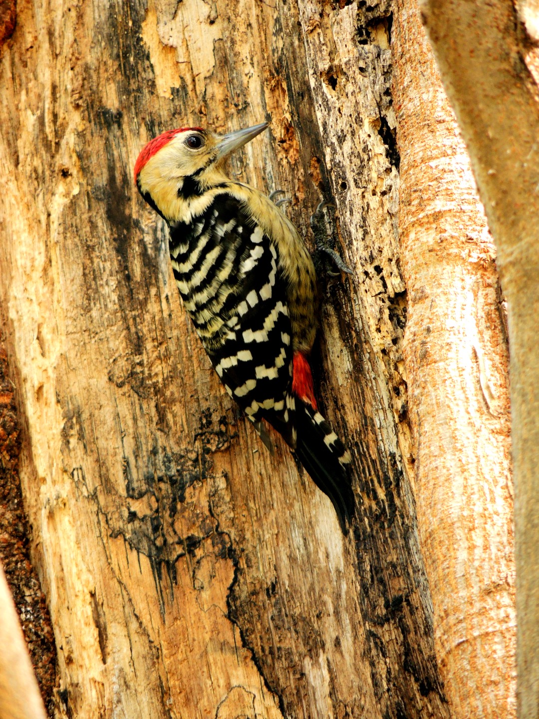 Rufous-bellied Woodpecker