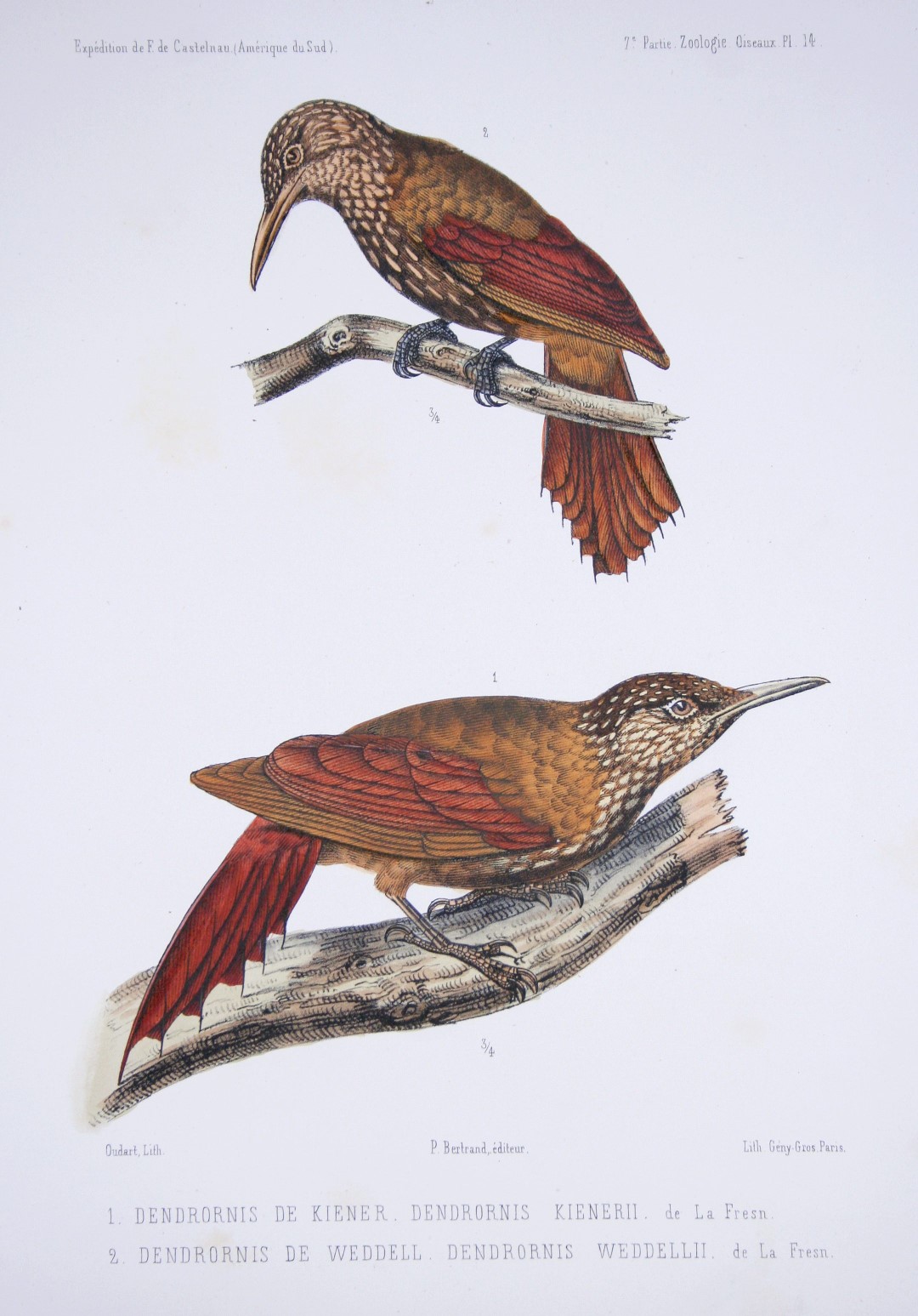 Rufous-bellied Woodpecker