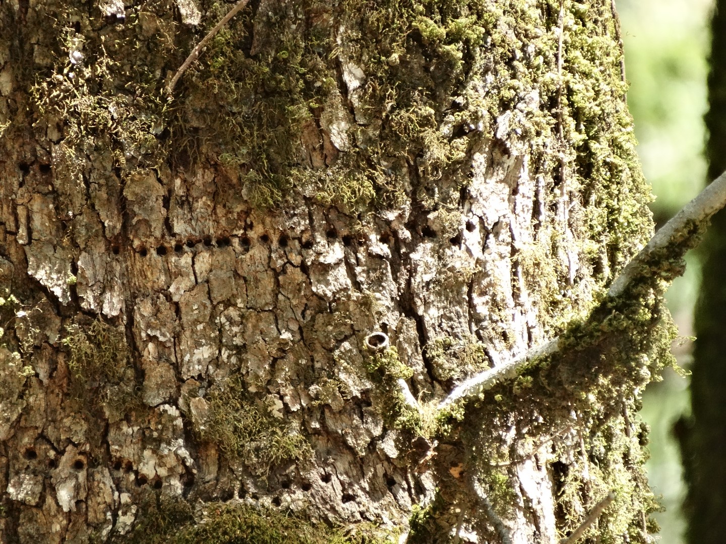 Rufous-bellied Woodpecker
