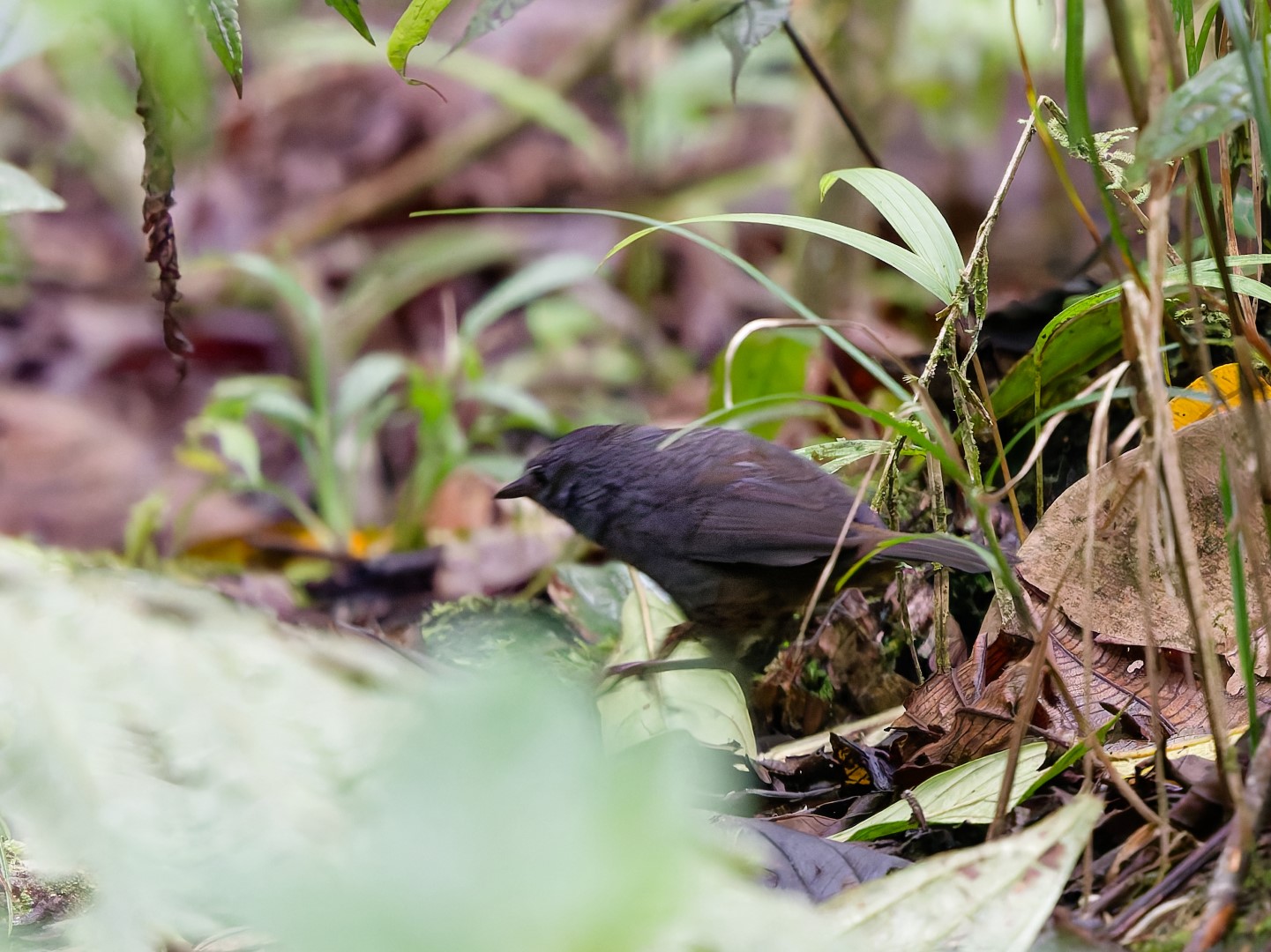 Rufous-breasted Antpitta