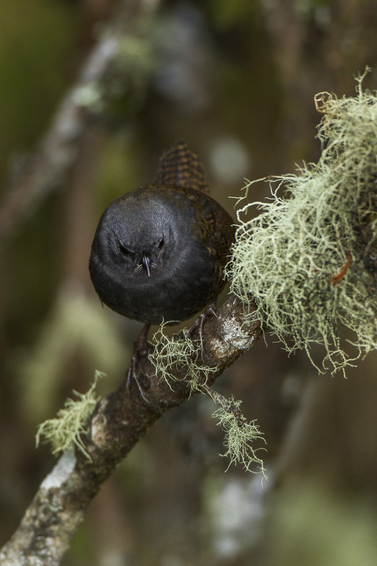Rufous-breasted Antpitta