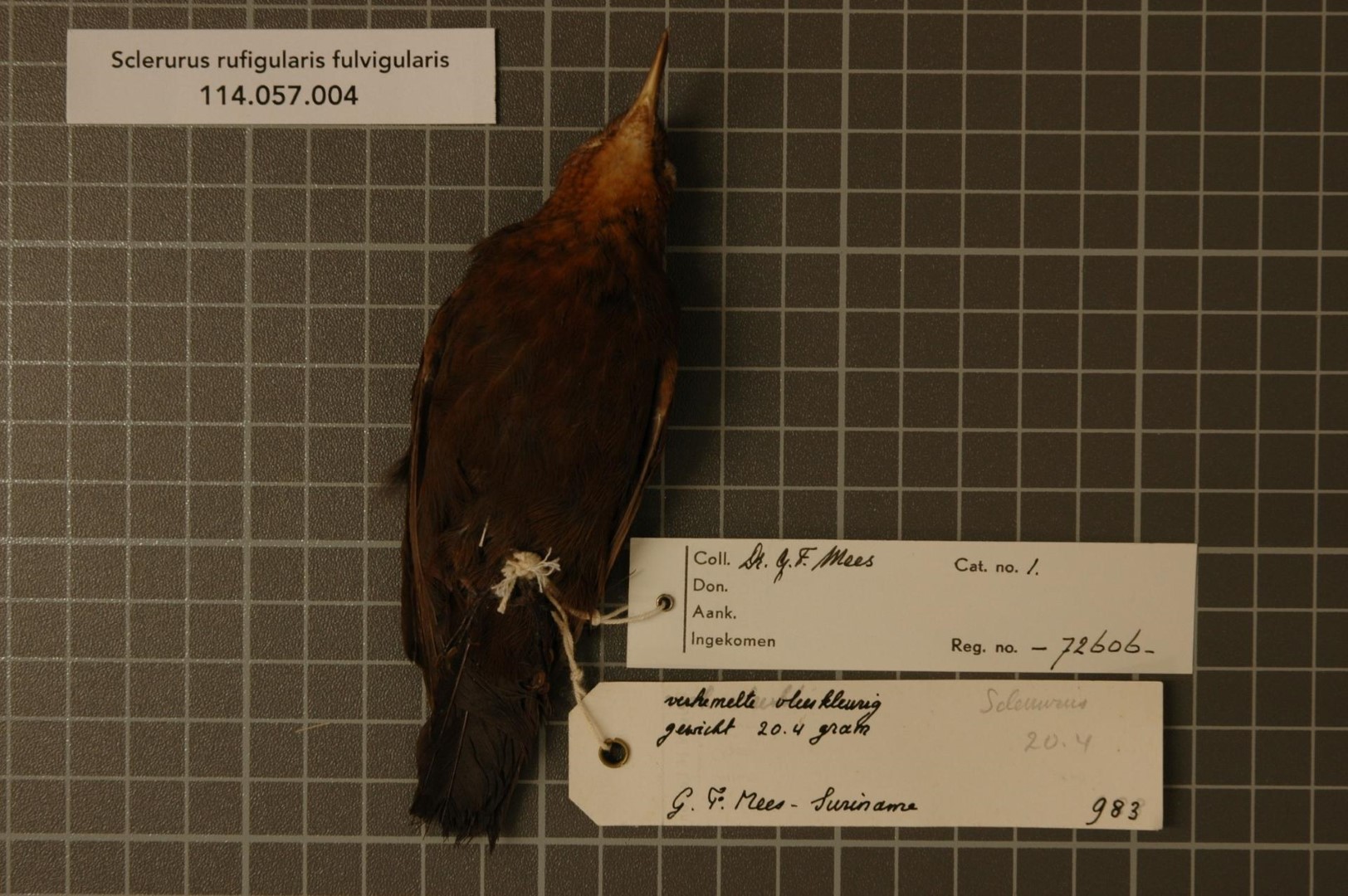 Rufous-breasted Antthrush