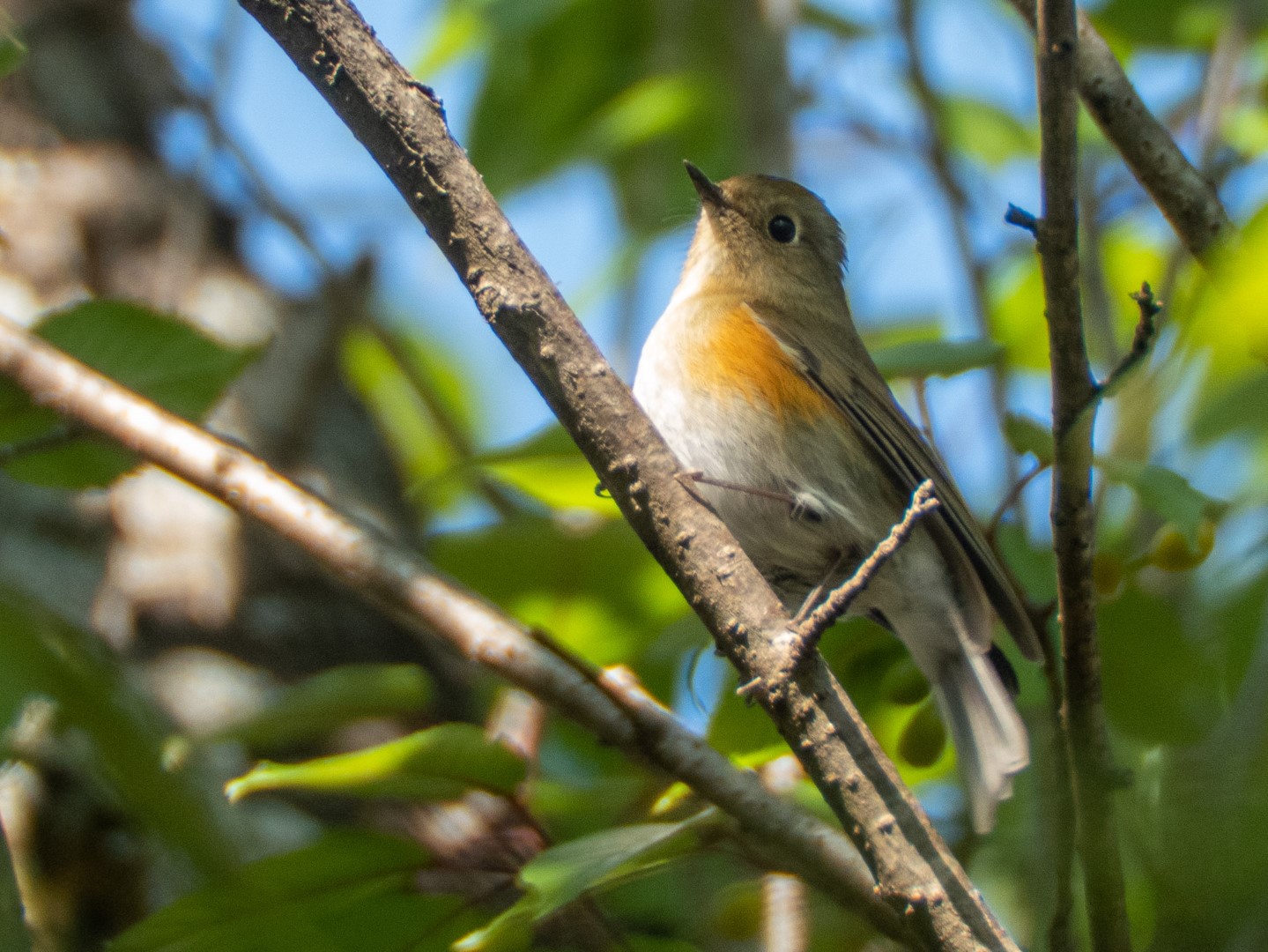 Rufous-breasted Bush Robin