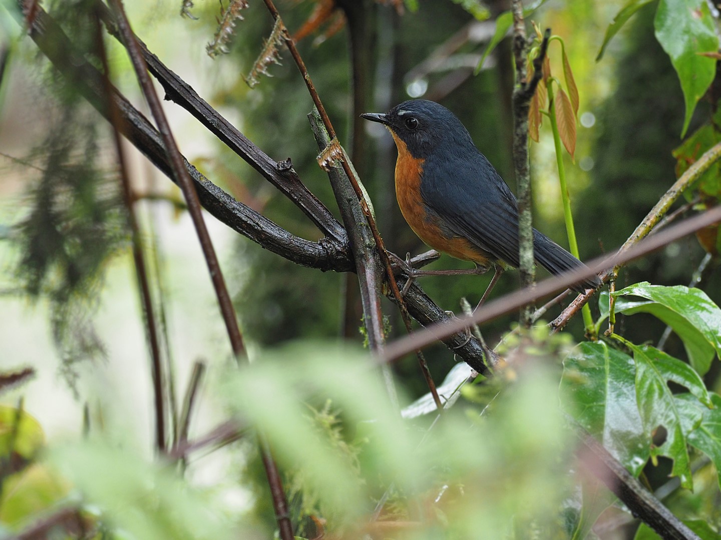 Rufous-breasted Bush Robin