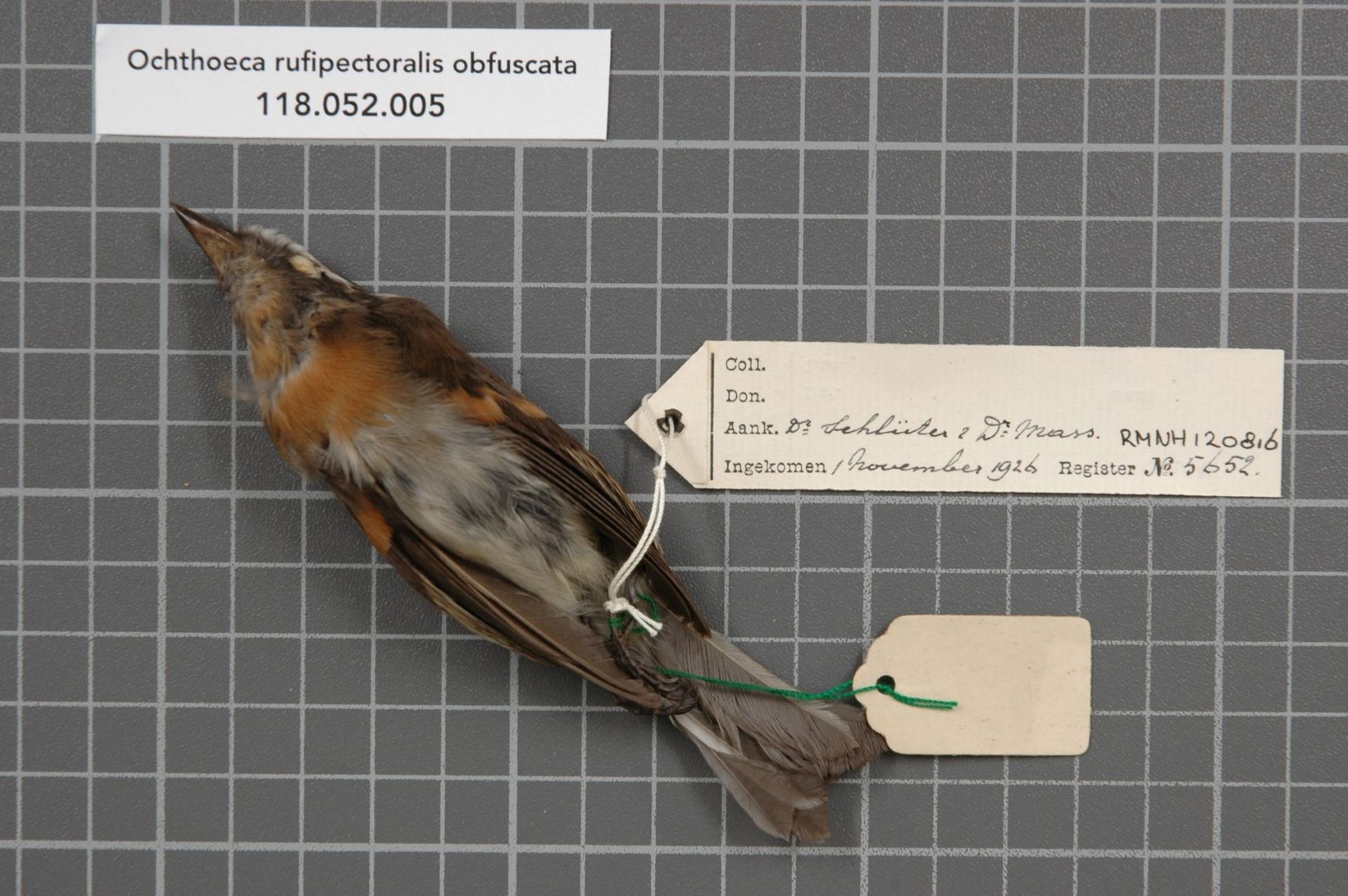 Rufous-breasted Chat-Tyrant