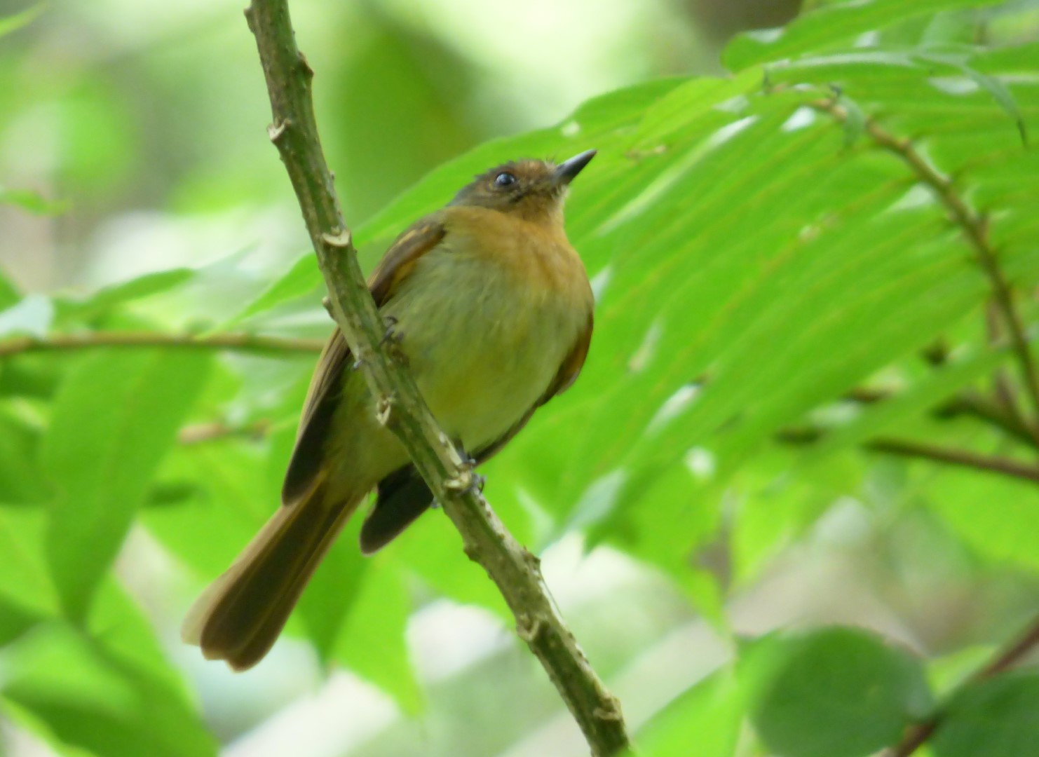 Rufous-breasted Flycatcher