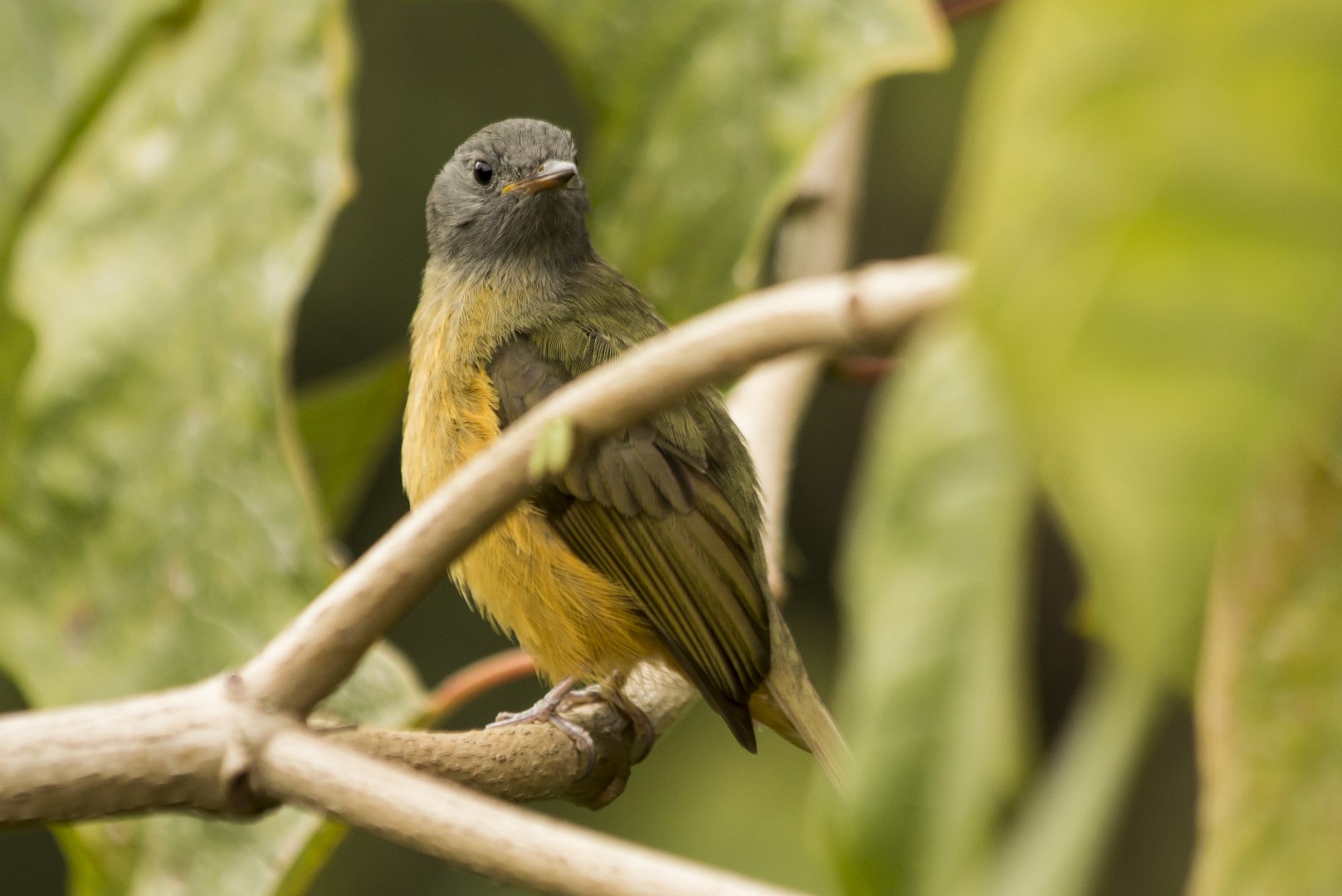 Rufous-breasted Flycatcher
