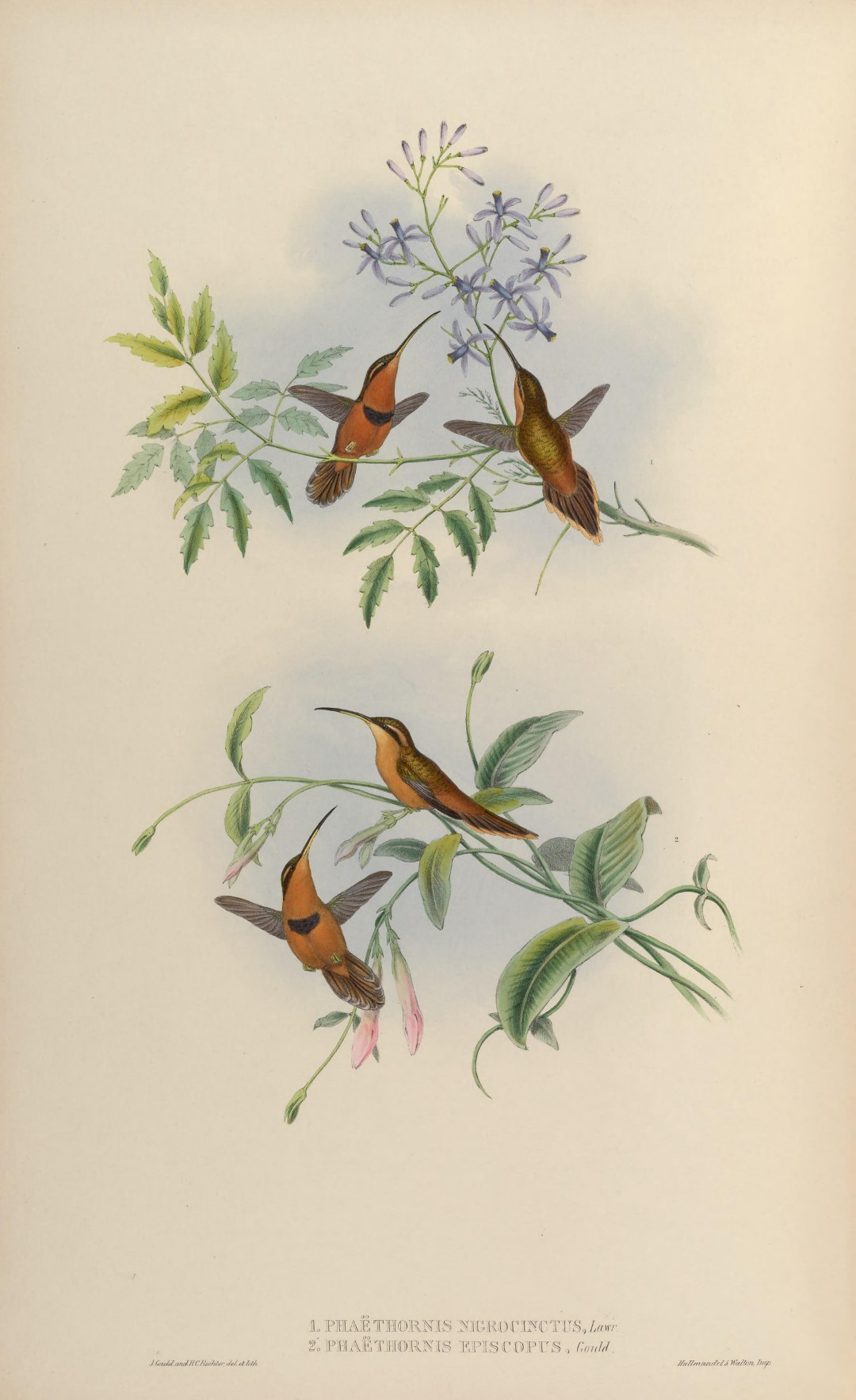 Rufous-breasted Hermit