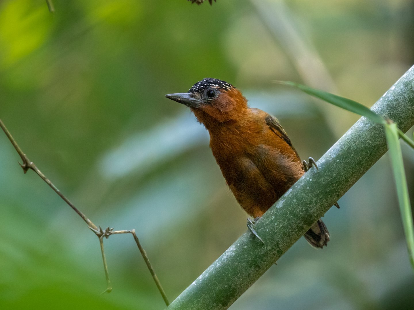 Rufous-breasted Piculet