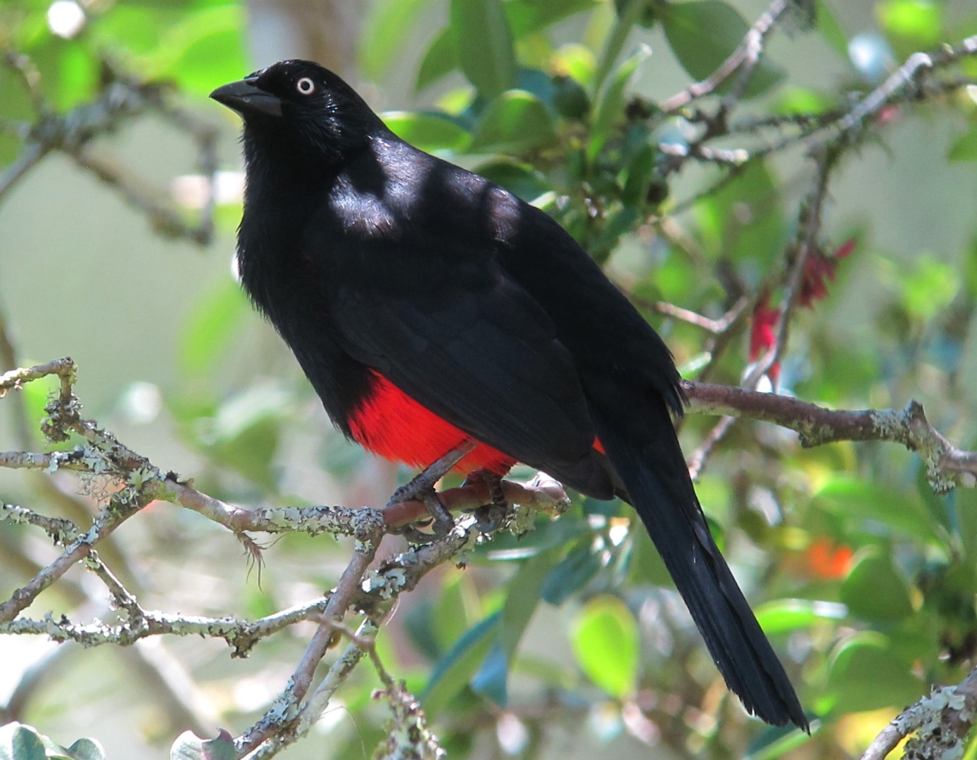 Rufous-breasted Pygmy-Tyrant