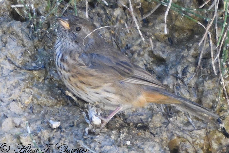 Rufous-breasted Warbling Finch