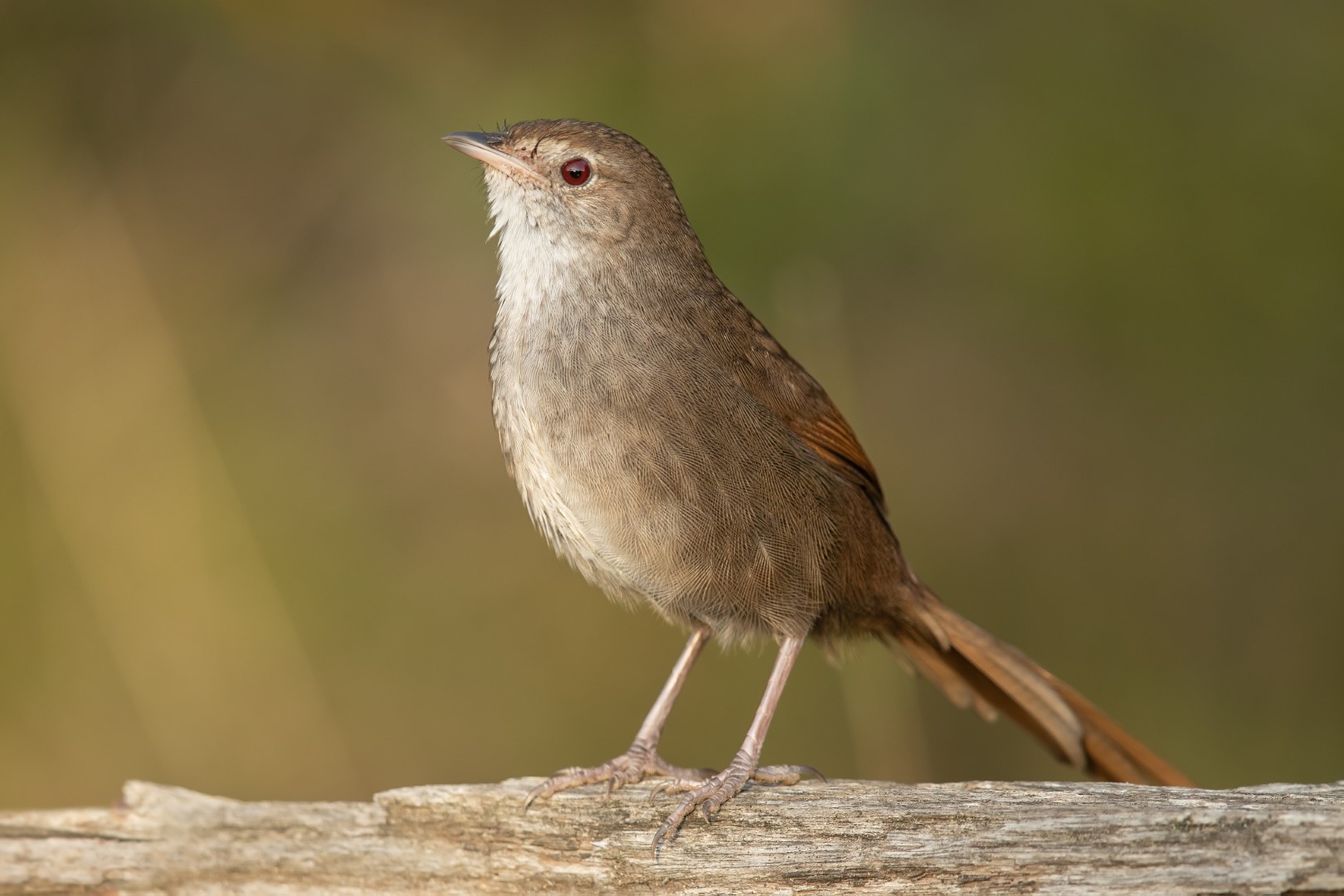 Rufous Bristlebird