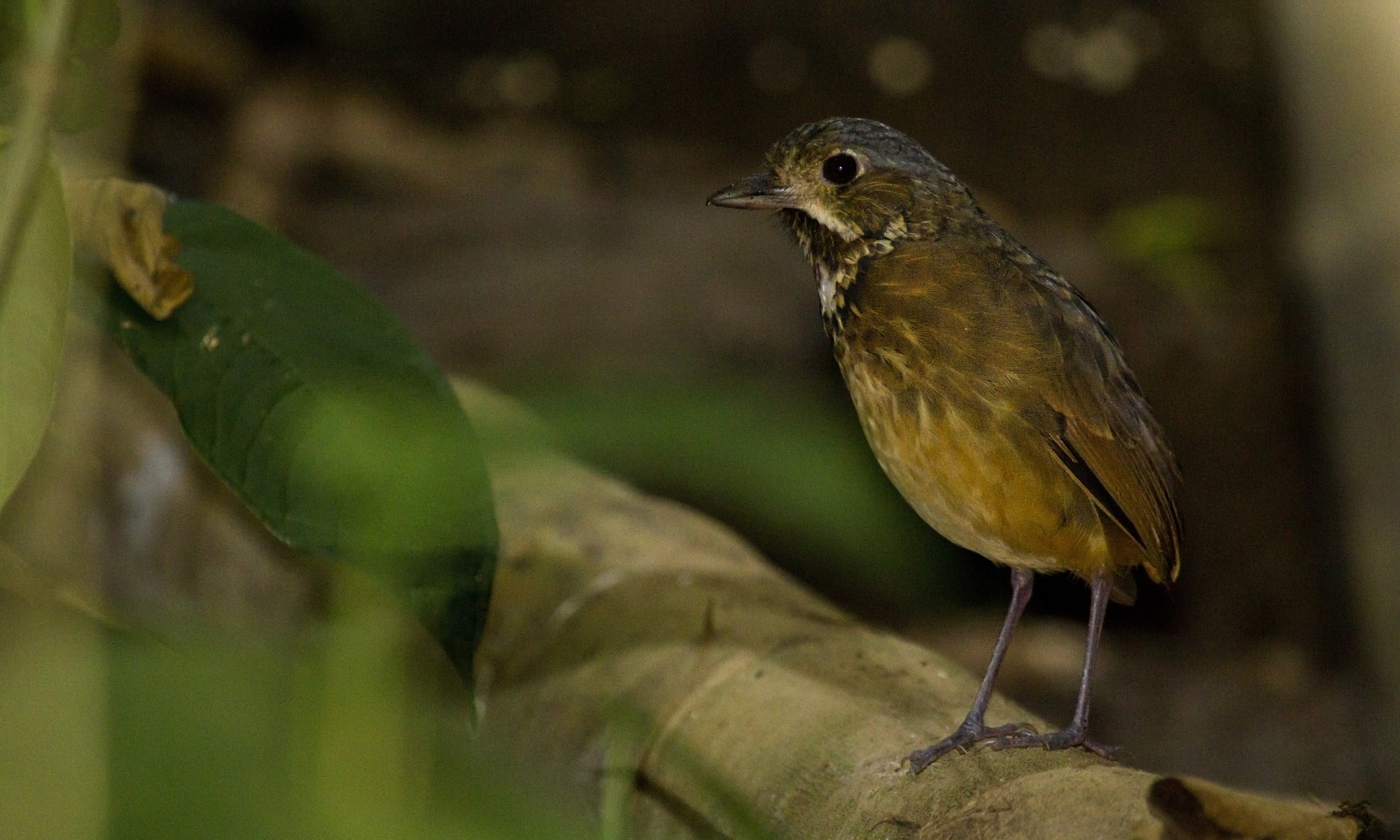 Rufous-browed Antpitta