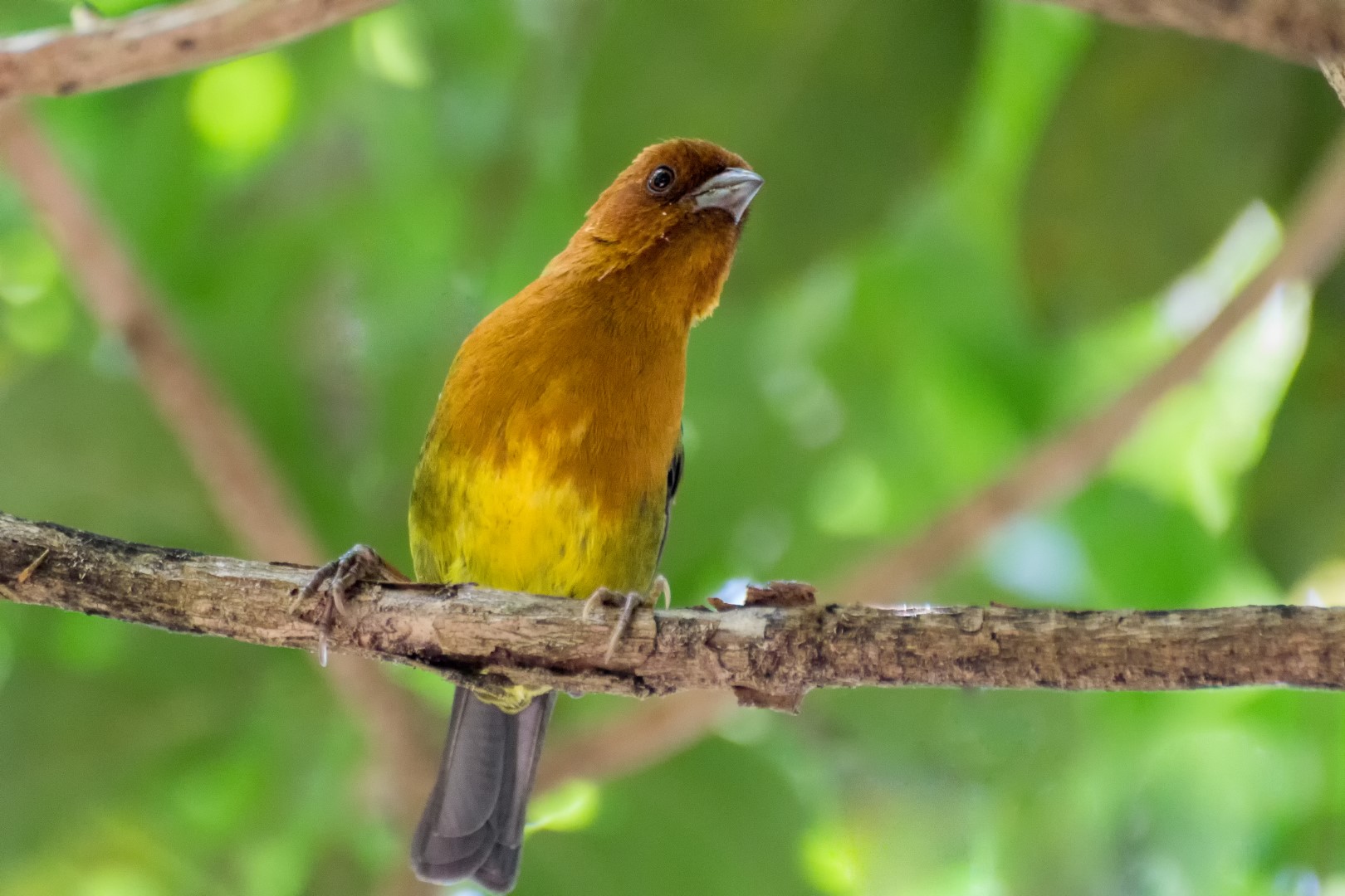 Rufous-browed Brush Finch