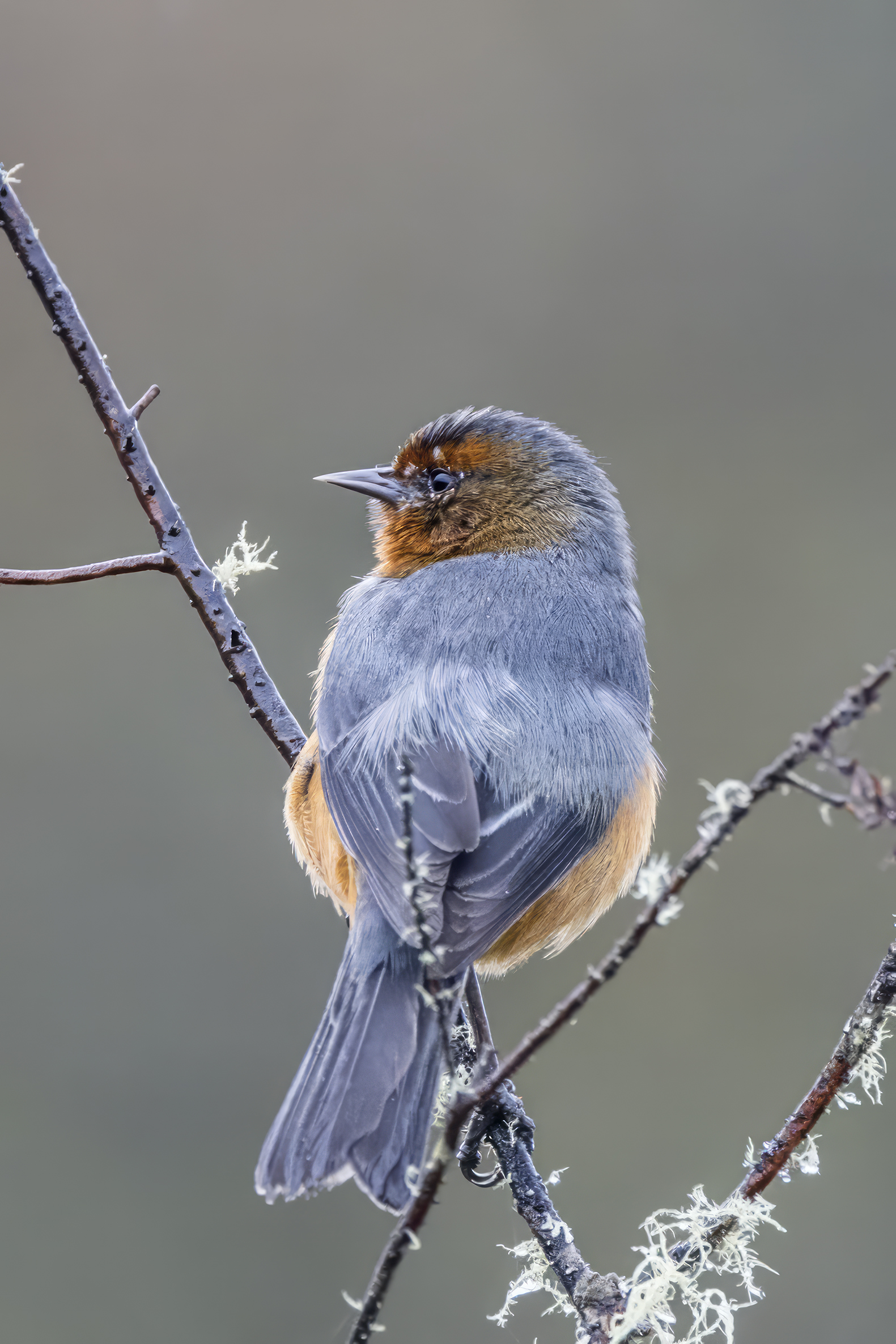 Rufous-browed Conebill