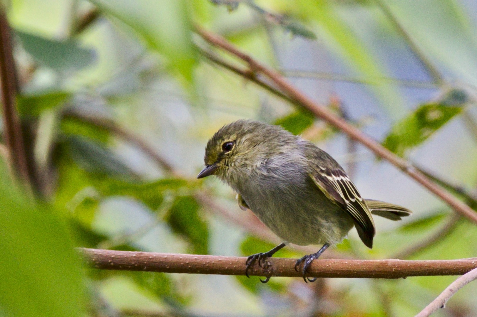 Rufous-browed Peppershrike