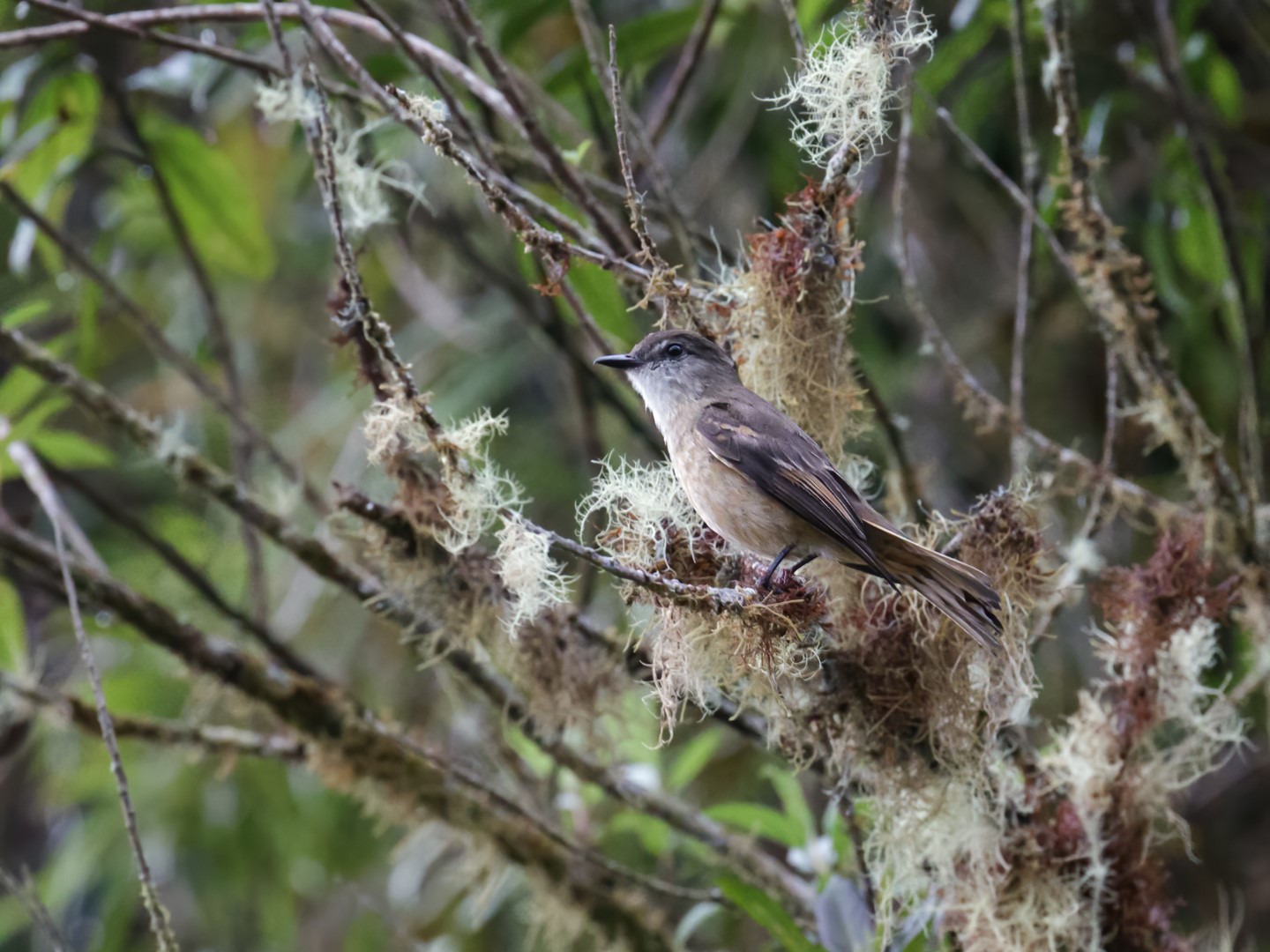 Rufous-browed Peppershrike