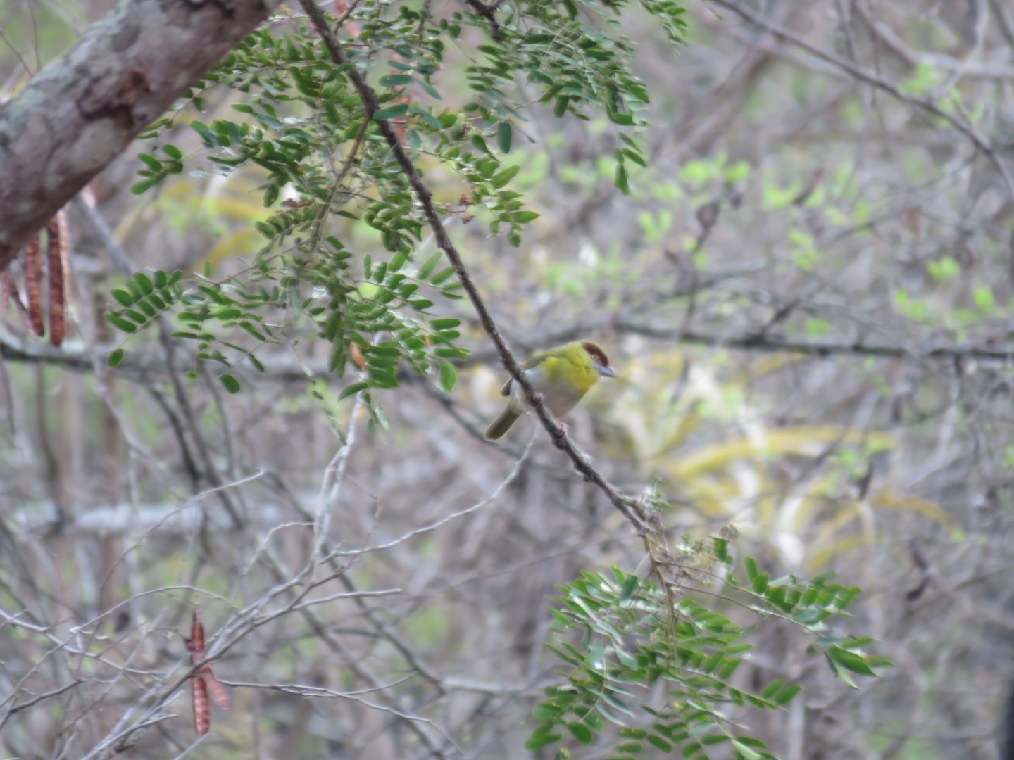 Rufous-browed Peppershrike